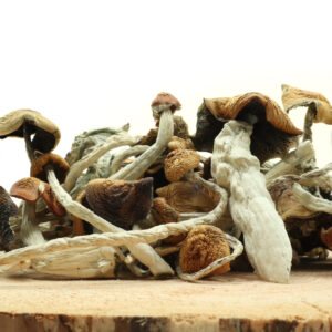 Buy Albino Malabbar Shrooms