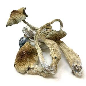 Golden Teacher shrooms