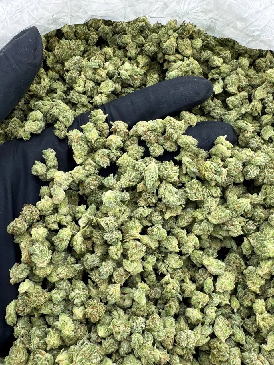 shroomsdelivery.store